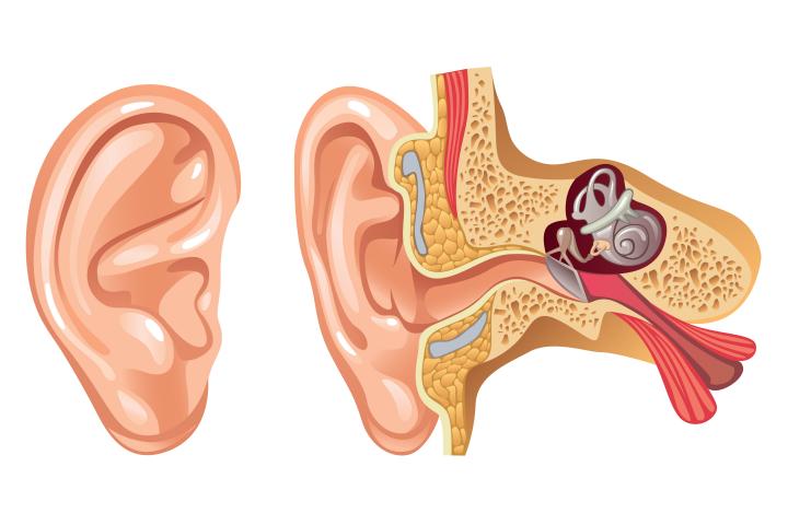 The Anatomy of Hearing Loss